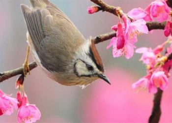 Cảm nhận khổ thơ đầu tiên bài “Mùa xuân nho nhỏ” của Thanh Hải