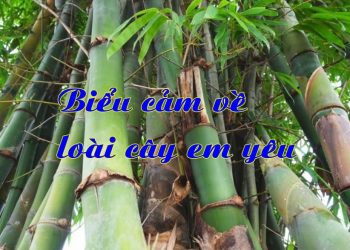 Biểu cảm về một loài cây em yêu