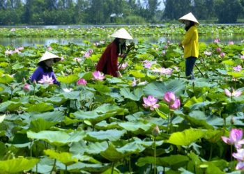 Phân tích văn bản “Đồng Tháp Mười mùa nước nổi”