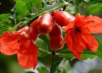Cảm nhận vẻ đẹp tâm hồn Nguyễn Trãi trong bài thơ “Cảnh ngày hè”