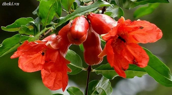 Cảm nhận vẻ đẹp tâm hồn Nguyễn Trãi trong bài thơ “Cảnh ngày hè”