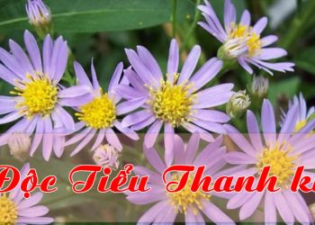 Phân tích bài thơ “Độc Tiểu Thanh ký”