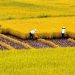 Tả cảnh quê hương em vào mùa gặt.