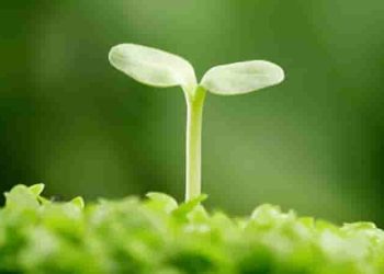 Đoạn văn NLXH 200 chữ " Ý chí là con đường về đích sớm nhất"