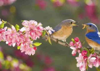 Cảm nhận 3 khổ cuối bài Mùa xuân nho nhỏ của Thanh Hải