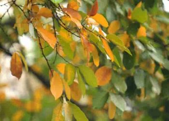 Phân tích bài thơ Sang thu của Hữu Thỉnh - Dàn ý chi tiết