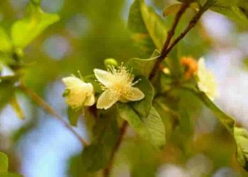 Cảm nhận bài thơ Sang thu của nhà thơ Hữu Thỉnh