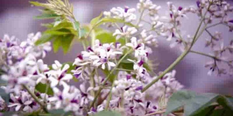 Hình ảnh hoa xuân trong thi ca Việt