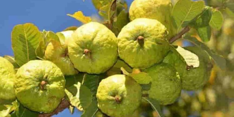 Cảm nhận bức tranh thiên nhiên giao mùa trong bài thơ “Sang thu” của nhà thơ Hữu Thỉnh