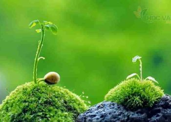 Cách nêu dẫn chứng trong bài nghị luận văn học