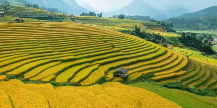 Cách phân tích dẫn chững khi làm văn nghị luận văn học