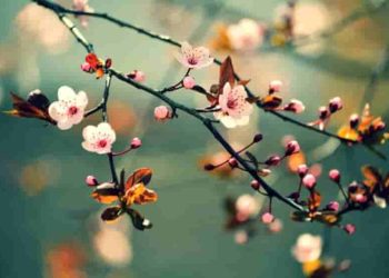 Hướng dẫn chi tiết: Cách xác định mạch tâm trạng chính của bài thơ