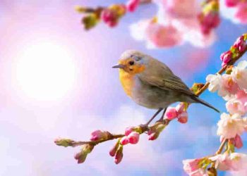 Những hình ảnh ẩn dụ về tuổi trẻ cùng thông điệp sâu sắc