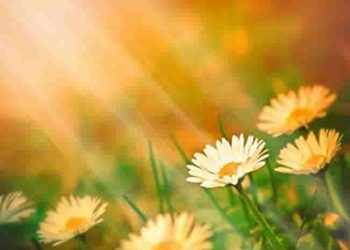 Văn học là hình ảnh chủ quan của thế giới khách quan