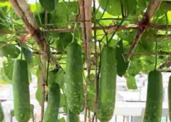 Phân tích truyện ngắn "Giàn bầu trước ngõ" của nhà văn Nguyễn Ngọc Tư