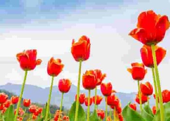 Hướng dẫn viết đoạn văn phân tích, đánh giá nghệ thuật xây dựng tình huống truyện