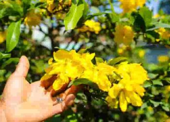 Phân tích cảm xúc, tâm trạng của nhân vật trữ tình trong bài thơ "Vườn mẹ mai vàng" của Nguyễn Hữu Quý