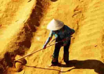 Phân tích đoạn thơ "Mẹ tôi phơi thóc" của Nguyễn Văn Song