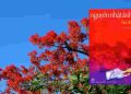 Phân tích nhân vật cậu bé Chương trong đoạn trích Hạ đỏ của Nguyễn Nhật Ánh